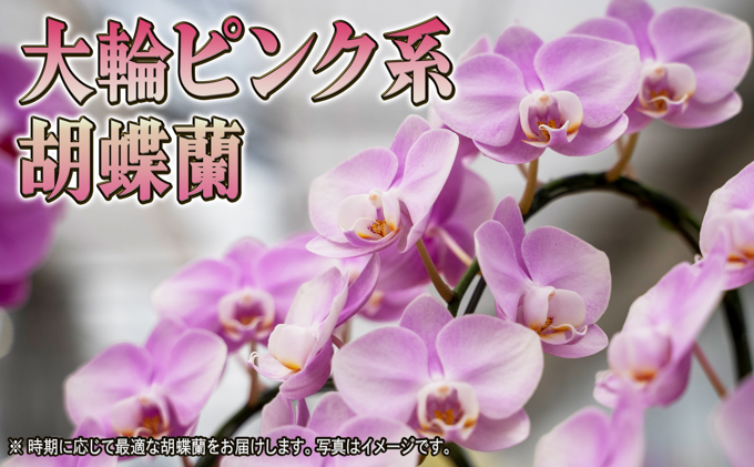 大輪ピンク系胡蝶蘭1本立て 胡蝶蘭 花 ギフト プレゼント お祝い 贈り物  インテリア 植物 