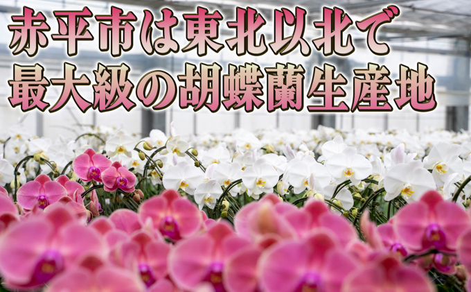 赤平長持ち胡蝶蘭ピンクミディ3株3本立て  胡蝶蘭 花 ギフト プレゼント お祝い 贈り物  インテリア 植物 