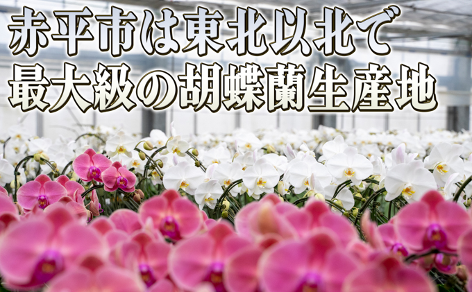 赤平長持ち胡蝶蘭白花大輪3本立て（36輪以上）