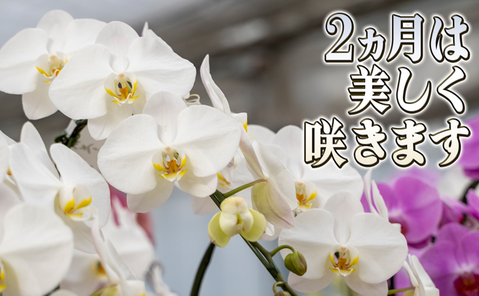 赤平長持ち胡蝶蘭白花大輪5本立て（70輪以上）胡蝶蘭 花 ギフト プレゼント お祝い 贈り物  インテリア 植物 