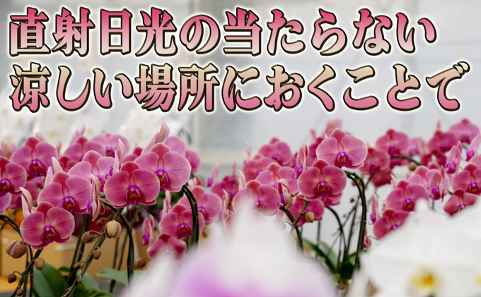 赤平長持ち胡蝶蘭ピンクミディ3株3本立て  胡蝶蘭 花 ギフト プレゼント お祝い 贈り物  インテリア 植物 