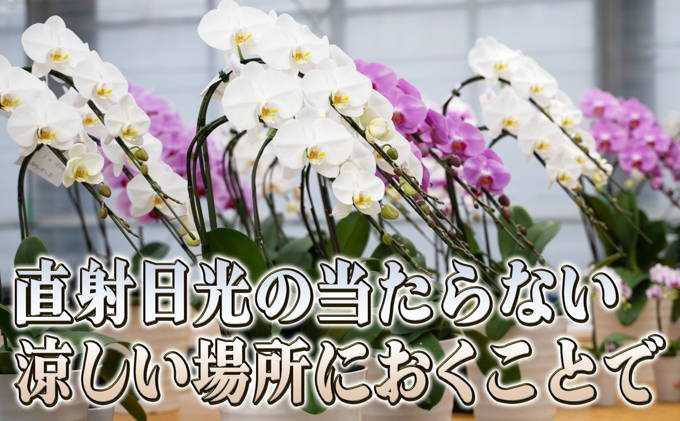 赤平長持ち胡蝶蘭白花大輪3本立て（36輪以上）