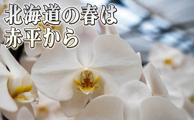 赤平長持ち胡蝶蘭白花大輪5本立て（70輪以上）胡蝶蘭 花 ギフト プレゼント お祝い 贈り物  インテリア 植物 