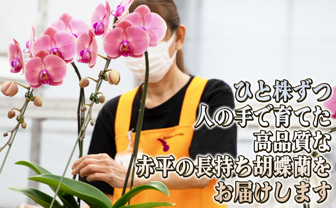 大輪胡蝶蘭の3本立ての年2回お届け（7月：白系、10月：白赤系）胡蝶蘭 花 ギフト プレゼント お祝い 贈り物  インテリア 植物 