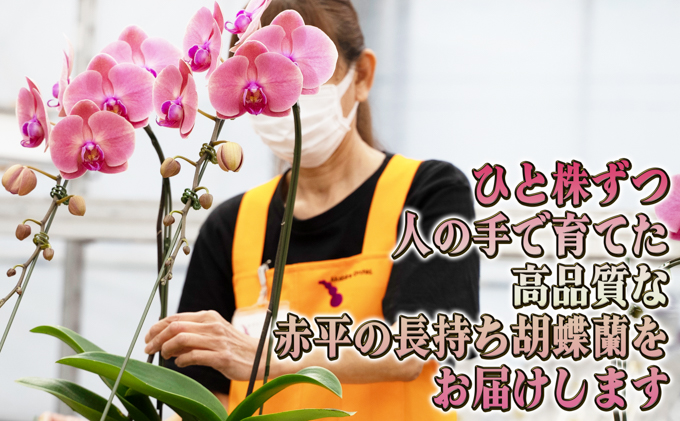 赤平長持ち胡蝶蘭ピンクミディ3株3本立て  胡蝶蘭 花 ギフト プレゼント お祝い 贈り物  インテリア 植物 