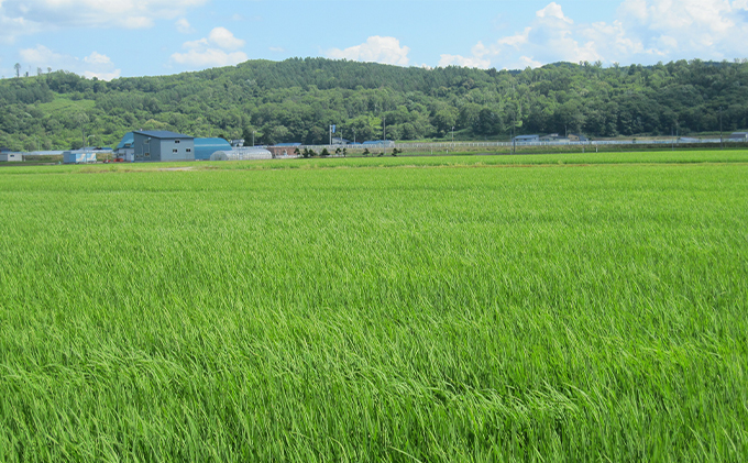 北海道赤平産 ゆめぴりか 5kg 特別栽培米 精米 米 北海道