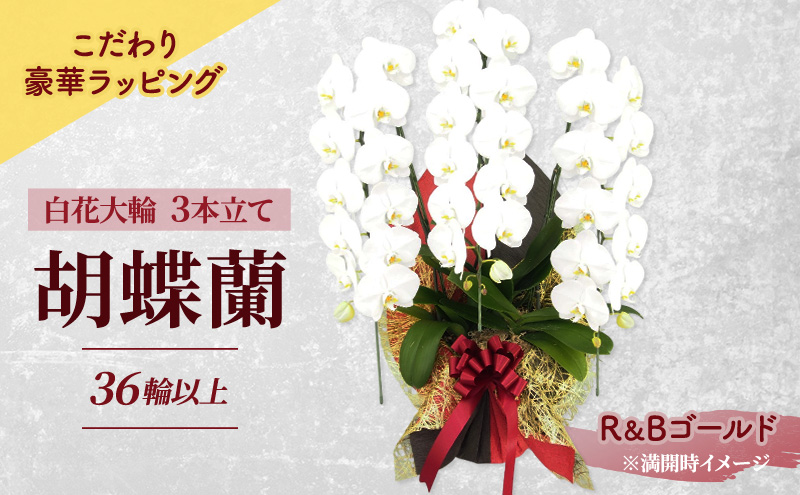 【こだわり豪華ラッピング】赤平長持ち胡蝶蘭白花大輪3本立て (36輪以上) R＆Bゴールド 胡蝶蘭 花 ギフト プレゼント お祝い 贈り物  インテリア 植物