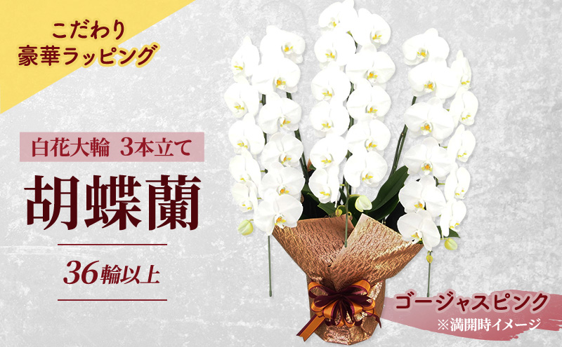 【こだわり豪華ラッピング】赤平長持ち胡蝶蘭白花大輪3本立て (36輪以上) ゴージャスピンク 胡蝶蘭 花 ギフト プレゼント お祝い 贈り物  インテリア 植物