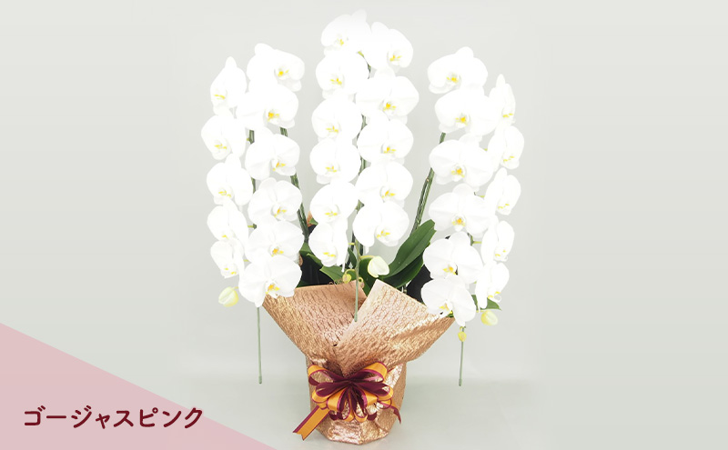 【こだわり豪華ラッピング】赤平長持ち胡蝶蘭白花大輪3本立て (36輪以上) ゴージャスピンク 胡蝶蘭 花 ギフト プレゼント お祝い 贈り物  インテリア 植物