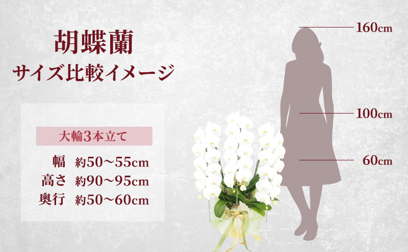 【こだわり豪華ラッピング】赤平長持ち胡蝶蘭白花大輪3本立て (36輪以上) ゴージャスピンク 胡蝶蘭 花 ギフト プレゼント お祝い 贈り物  インテリア 植物
