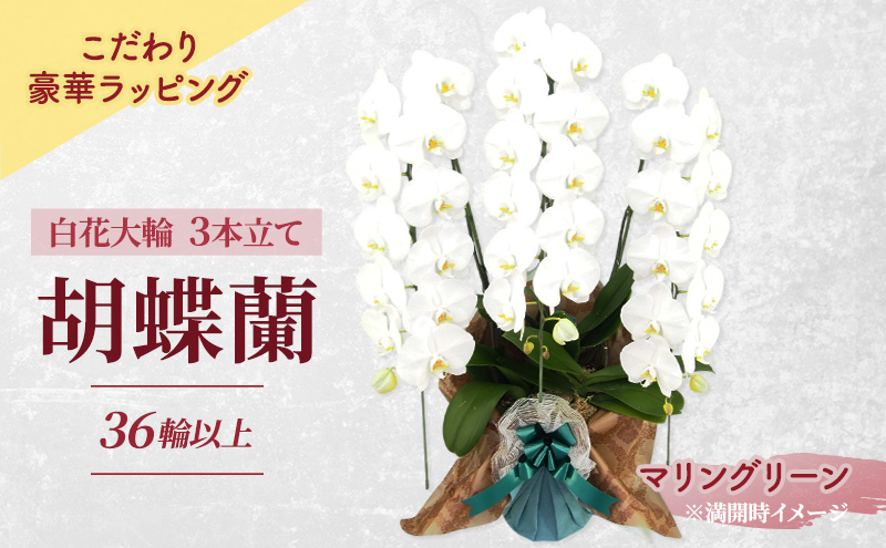 【こだわり豪華ラッピング】赤平長持ち胡蝶蘭白花大輪3本立て (36輪以上) マリングリーン 胡蝶蘭 花 ギフト プレゼント お祝い 贈り物  インテリア 植物