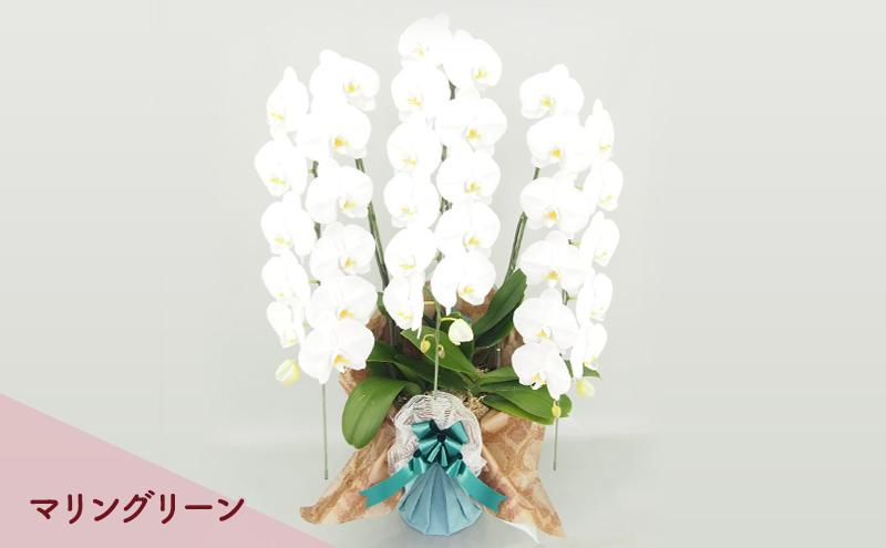 【こだわり豪華ラッピング】赤平長持ち胡蝶蘭白花大輪3本立て (36輪以上) マリングリーン 胡蝶蘭 花 ギフト プレゼント お祝い 贈り物  インテリア 植物