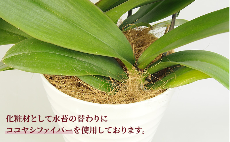 【こだわり豪華ラッピング】赤平長持ち胡蝶蘭白花大輪3本立て (36輪以上) マリングリーン 胡蝶蘭 花 ギフト プレゼント お祝い 贈り物  インテリア 植物