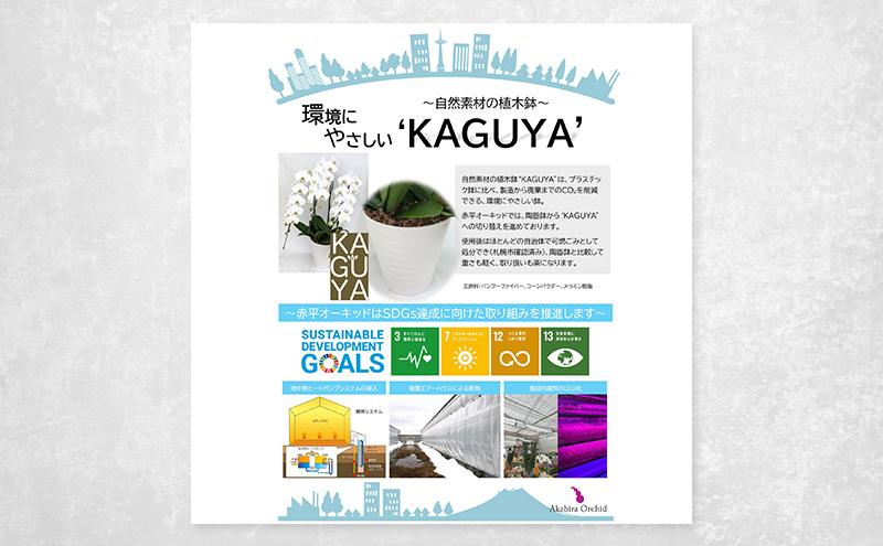 【こだわり豪華ラッピング】赤平長持ち胡蝶蘭白花大輪3本立て (36輪以上) マリングリーン 胡蝶蘭 花 ギフト プレゼント お祝い 贈り物  インテリア 植物