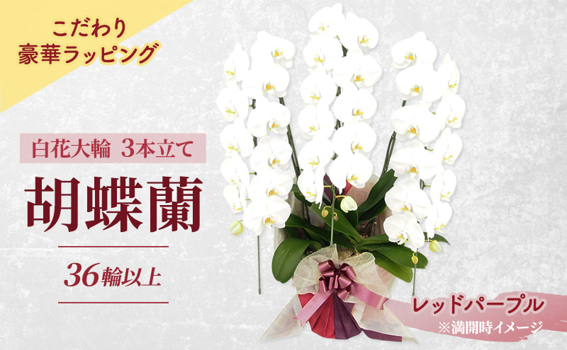 【こだわり豪華ラッピング】赤平長持ち胡蝶蘭白花大輪3本立て (36輪以上) レッドパープル 胡蝶蘭 花 ギフト プレゼント お祝い 贈り物  インテリア 植物