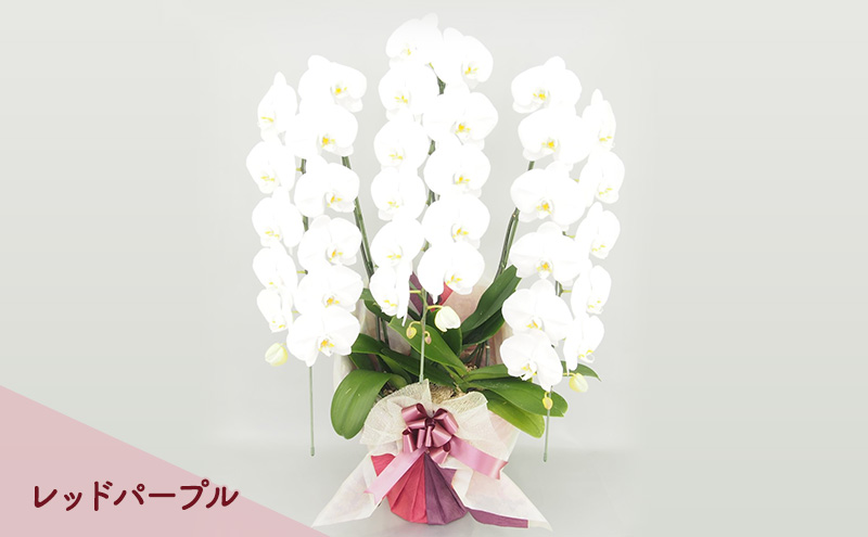 【こだわり豪華ラッピング】赤平長持ち胡蝶蘭白花大輪3本立て (36輪以上) レッドパープル 胡蝶蘭 花 ギフト プレゼント お祝い 贈り物  インテリア 植物