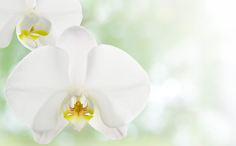 【こだわり豪華ラッピング】赤平長持ち胡蝶蘭白花大輪3本立て (36輪以上) レッドパープル 胡蝶蘭 花 ギフト プレゼント お祝い 贈り物  インテリア 植物