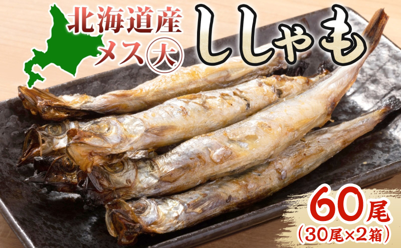 北海道産 ししゃもメス 大60尾(30尾×2箱) 北海道 稀少 魚 シシャモ メス おつまみ 魚貝類 海鮮 干物 本物 人気 希少 塩 味付け 脂のり 旨み 美味しい 大きい グルメ 惣菜 酒の肴 国産 北海道 赤平市