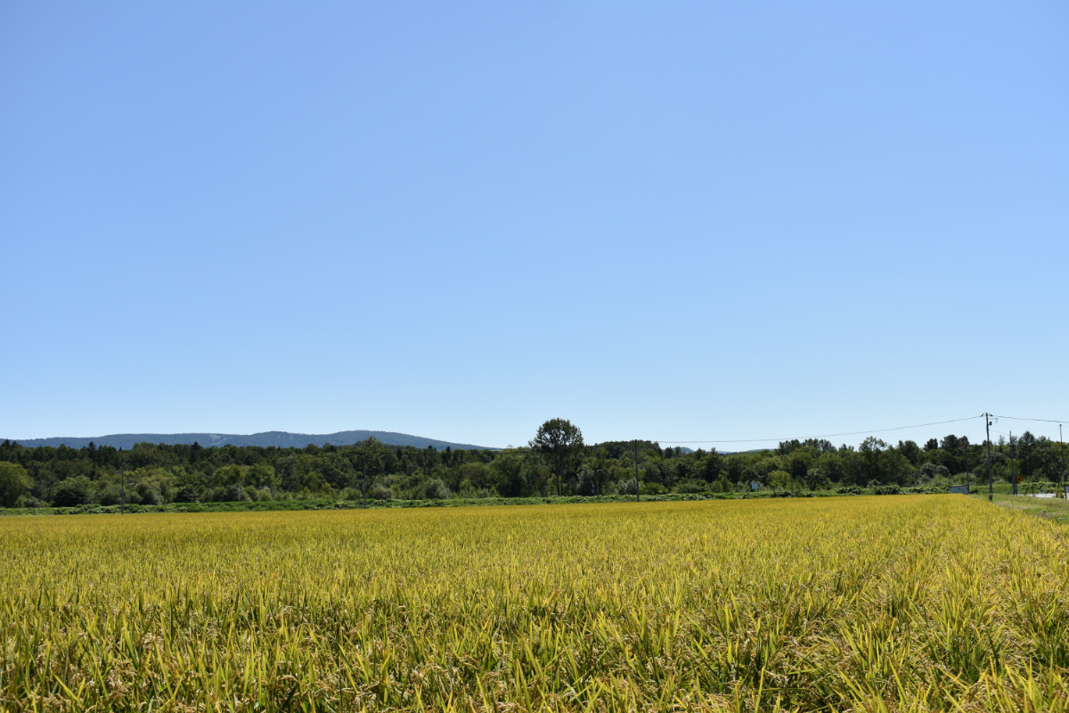 【北海道士別市】※令和6年産米※【9カ月定期便】上士別の生産者がつくるななつぼし「玄米」10kg×9回