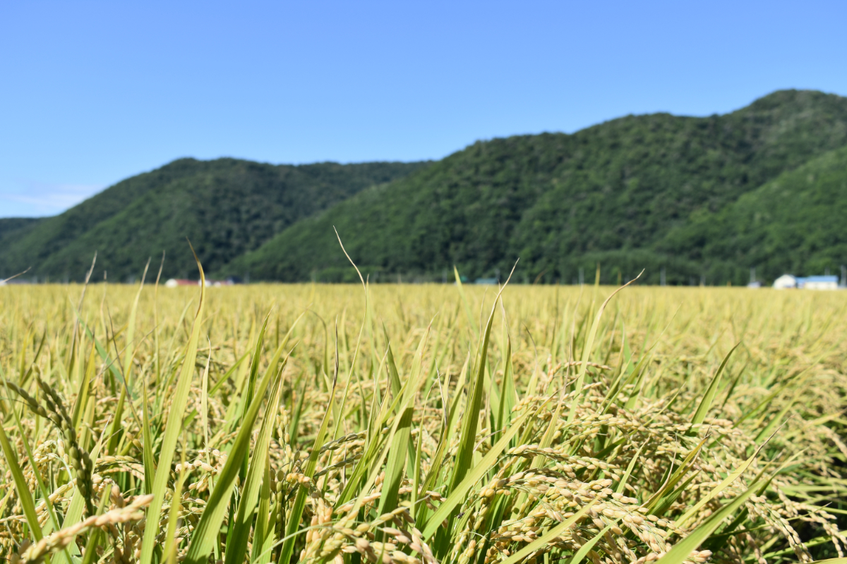 【北海道士別市】※令和6年産米※【3カ月定期便】上士別の生産者がつくるゆめぴりか「玄米」5kg×3回