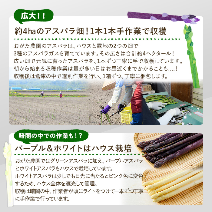 《数量・期間限定》朝採り アスパラ3色セット(1kg)【2026年4月下旬以降発送予定】 アスパラガス アスパラ ホワイトアスパラ グリーンアスパラ パープルアスパラ 紫アスパラ 北海道産 野菜 朝採り 産地直送 新鮮野菜 【おがた農園】【B7152】