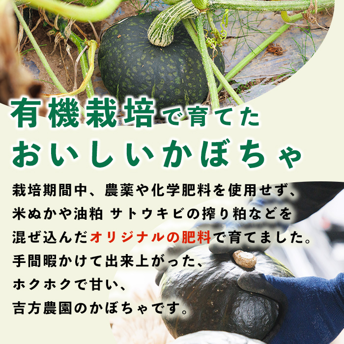 北海道士別産 かぼちゃ ブラックのジョー (6kg)【9月下旬以降準備ができ次第発送】 北海道産 国産 カボチャ 南瓜 野菜 煮物 サラダ 天ぷら 甘い 味覚の秋 【吉方農園】【A7142】