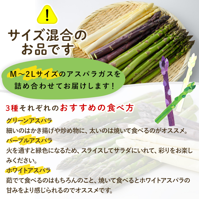 《数量・期間限定》朝採り アスパラ3色セット(1kg)【2026年4月下旬以降発送予定】 アスパラガス アスパラ ホワイトアスパラ グリーンアスパラ パープルアスパラ 紫アスパラ 北海道産 野菜 朝採り 産地直送 新鮮野菜 【おがた農園】【B7152】