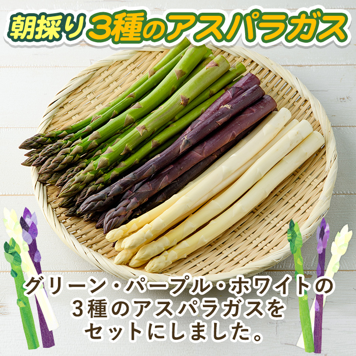 《数量・期間限定》朝採り アスパラ3色セット(1kg)【2026年4月下旬以降発送予定】 アスパラガス アスパラ ホワイトアスパラ グリーンアスパラ パープルアスパラ 紫アスパラ 北海道産 野菜 朝採り 産地直送 新鮮野菜 【おがた農園】【B7152】