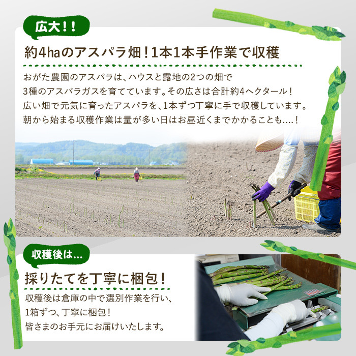 《先行予約受付中》《数量・期間限定》朝採り グリーンアスパラ(1kg・ M～2L混合)【2026年4月下旬以降発送予定】アスパラガス アスパラ 北海道産 野菜 朝採り 産地直送 新鮮野菜 【おがた農園】【B7076】