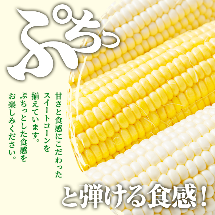 ＜期間限定＞天塩川源流スイートコーン 品種いろいろ詰め合わせ (8本) 【2026年8月下旬より順次発送】 北海道産 北海道 士別市 とうもろこし トウモロコシ とうきび コーン 野菜 産地直送 【三栄アグリ】【A7137】