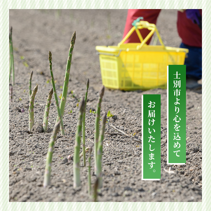 《数量・期間限定》朝採り アスパラ3色セット(1kg)【2026年4月下旬以降発送予定】 アスパラガス アスパラ ホワイトアスパラ グリーンアスパラ パープルアスパラ 紫アスパラ 北海道産 野菜 朝採り 産地直送 新鮮野菜 【おがた農園】【B7152】