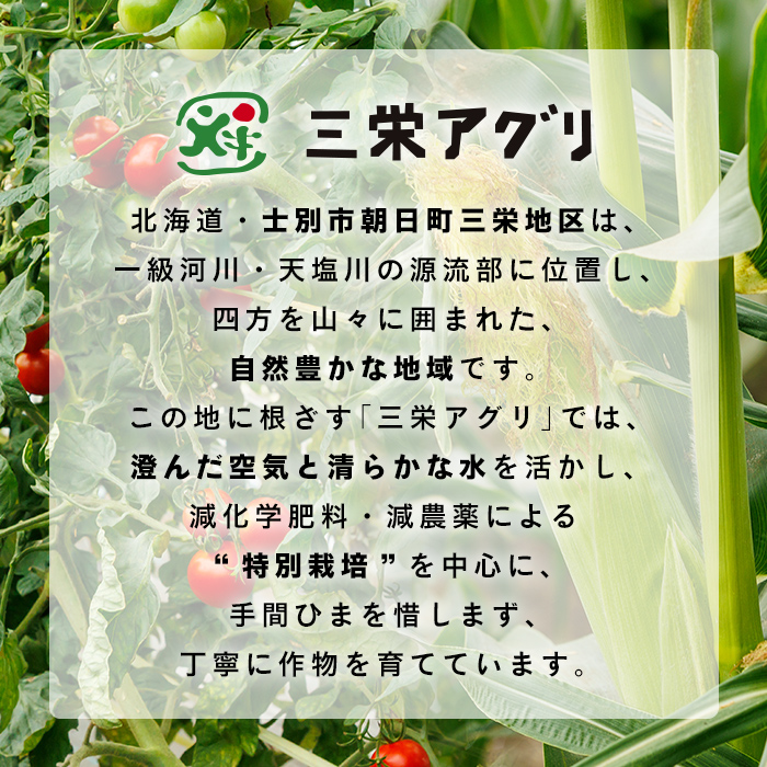 ＜期間限定＞天塩川源流スイートコーン 品種いろいろ詰め合わせ (8本) 【2026年8月下旬より順次発送】 北海道産 北海道 士別市 とうもろこし トウモロコシ とうきび コーン 野菜 産地直送 【三栄アグリ】【A7137】
