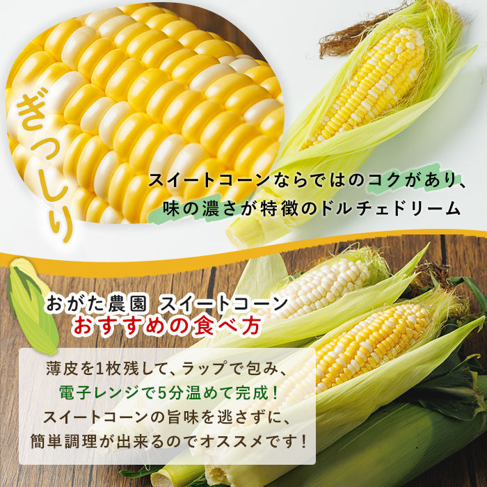 スイートコーン ドルチェドリーム (8本)【2026年7月下旬以降発送予定】 北海道産 北海道 士別市 バイカラー とうもろこし とうきび 野菜 産地直送 新鮮野菜 【おがた農園】【A7060】