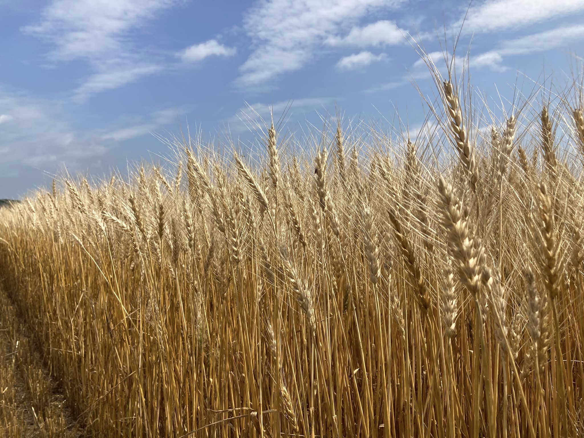 【A6002】北海道士別市たよろ産「春よ恋」100％生ラーメン (6食) 拉麺 麺 小麦麺 生麺 醤油ラーメン 醤油味 冷凍 【合同会社人考研】