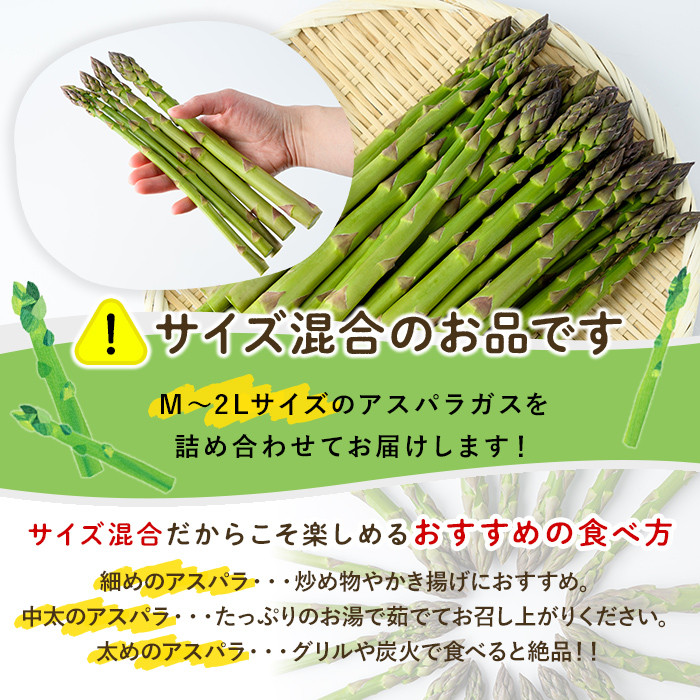 《先行予約受付中》《数量・期間限定》朝採り グリーンアスパラ(1kg・ M～2L混合)【2026年4月下旬以降発送予定】アスパラガス アスパラ 北海道産 野菜 朝採り 産地直送 新鮮野菜 【おがた農園】【B7076】
