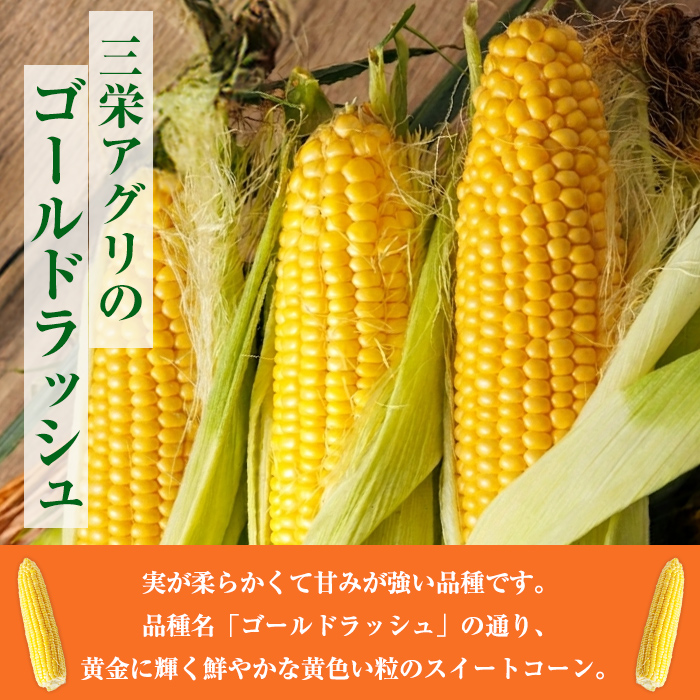 ＜期間限定＞天塩川源流スイートコーン ゴールドラッシュ (8本) 【2026年8月下旬より順次発送】北海道産 北海道 士別市 とうもろこし トウモロコシ とうきび コーン 野菜 産地直送 【三栄アグリ】【A7093】
