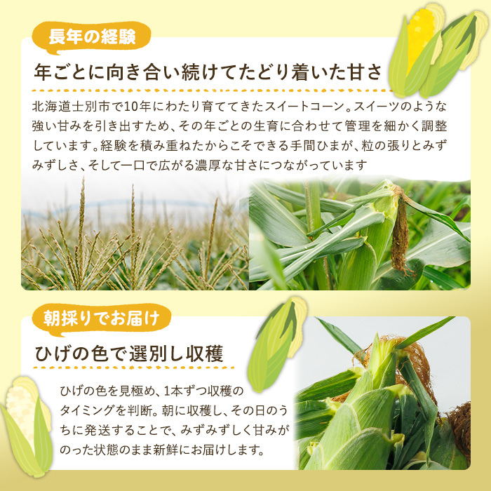 スイートコーン ドルチェドリーム (6本)【2026年7月下旬以降発送予定】 北海道産 北海道 士別市 バイカラー とうもろこし とうきび 野菜 産地直送 新鮮野菜 【おがた農園】【A7147】