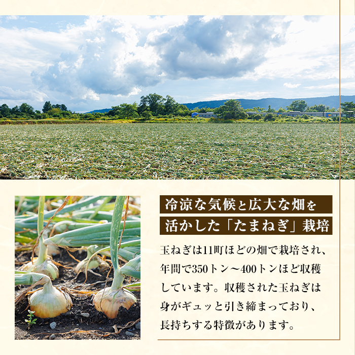 士別市たよろ産春小麦と玉ねぎ使用！ 中華まん (キーマカレー餡・3個) 春よ恋 パン 個包装 冷凍保存 おやつ 朝食 玉葱 肉まん カレー 【悠farm後藤】【A7133】