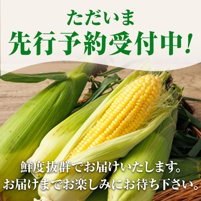 ＜期間限定＞天塩川源流スイートコーン ゴールドラッシュ (8本) 【2026年8月下旬より順次発送】北海道産 北海道 士別市 とうもろこし トウモロコシ とうきび コーン 野菜 産地直送 【三栄アグリ】【A7093】