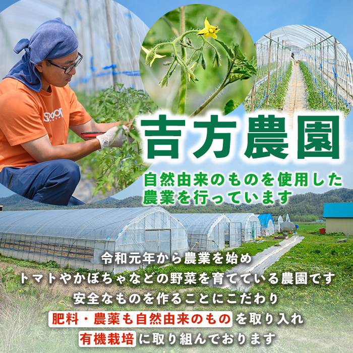 北海道士別産 かぼちゃ ほろほろ (8kg)【9月下旬以降準備ができ次第発送】 北海道産 国産 カボチャ 南瓜 野菜 煮物 サラダ 天ぷら 甘い 味覚の秋 【吉方農園】【B7151】