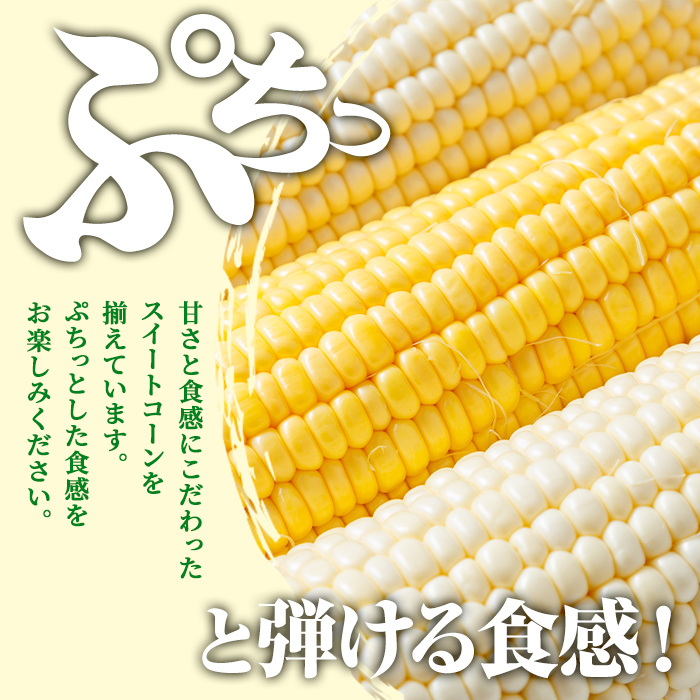 ＜期間限定＞天塩川源流スイートコーン ゴールドラッシュ (6本)【2026年8月下旬より順次発送】北海道産 北海道 士別市 とうもろこし トウモロコシ とうきび コーン 野菜 産地直送 【三栄アグリ】【A7092】