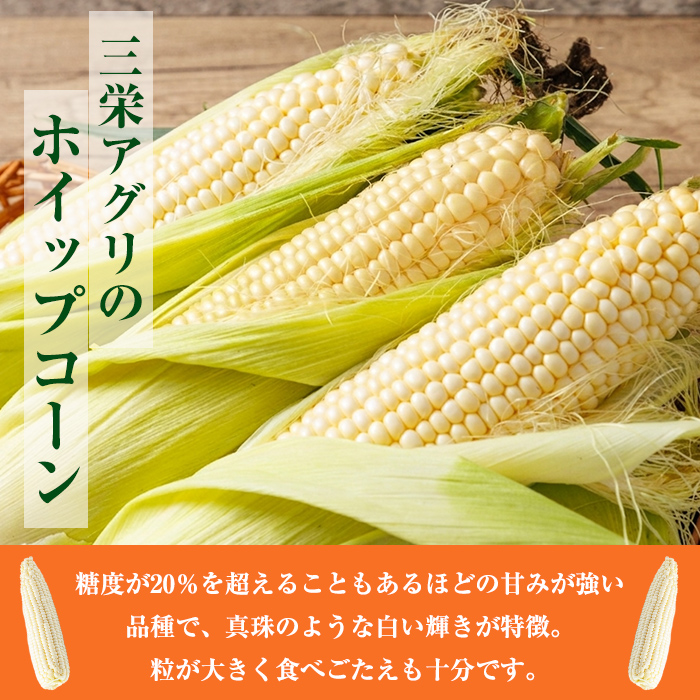 ＜期間限定＞天塩川源流スイートコーン ホイップコーン (6本) 【2026年8月下旬より順次発送】北海道産 北海道 士別市 とうもろこし トウモロコシ とうきび コーン 野菜 産地直送 【三栄アグリ】【A7095】