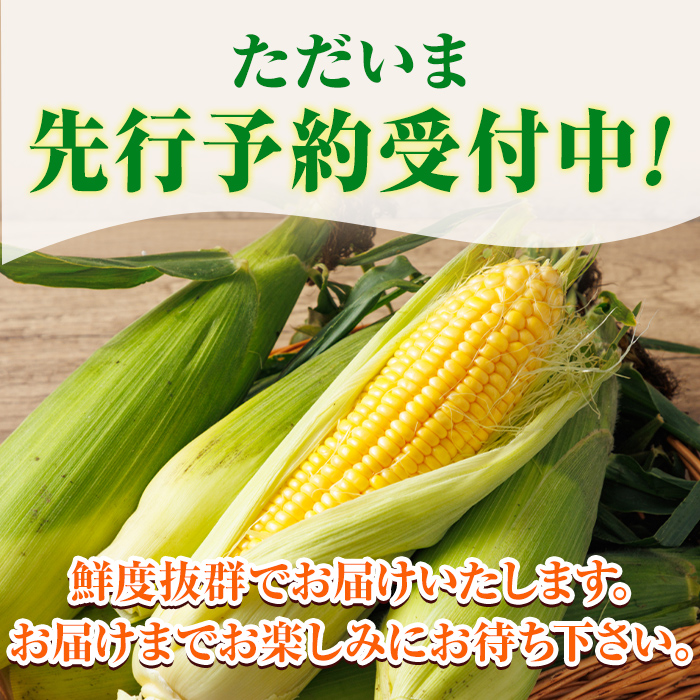 ＜期間限定＞天塩川源流スイートコーン 品種いろいろ詰め合わせ (8本) 【2026年8月下旬より順次発送】 北海道産 北海道 士別市 とうもろこし トウモロコシ とうきび コーン 野菜 産地直送 【三栄アグリ】【A7137】
