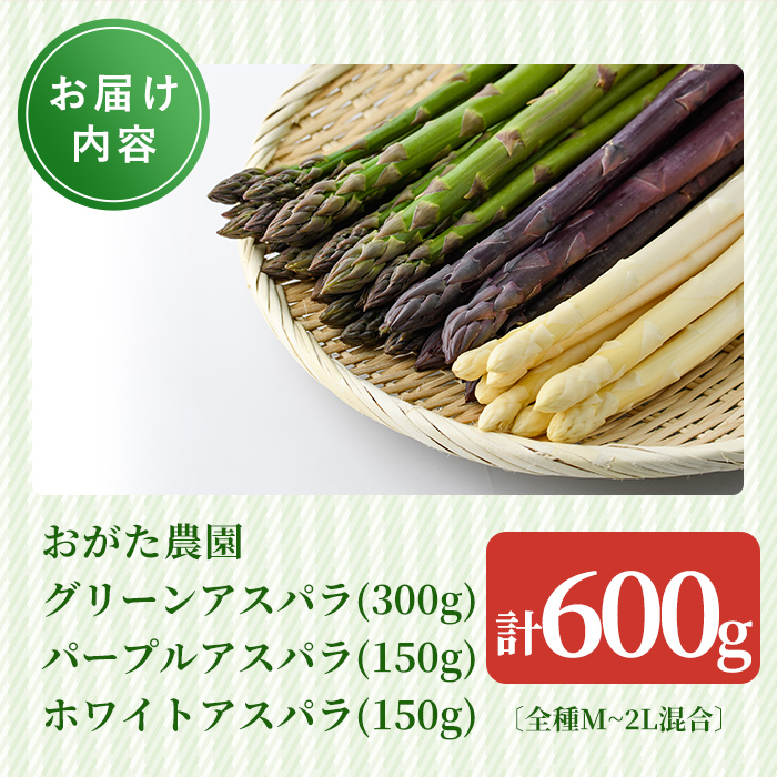 《数量・期間限定》朝採り アスパラ3色セット(600g)【2026年4月下旬以降発送予定】 アスパラガス アスパラ ホワイトアスパラ グリーンアスパラ パープルアスパラ 紫アスパラ 北海道産 野菜 朝採り 産地直送 新鮮野菜 【おがた農園】【A7149】