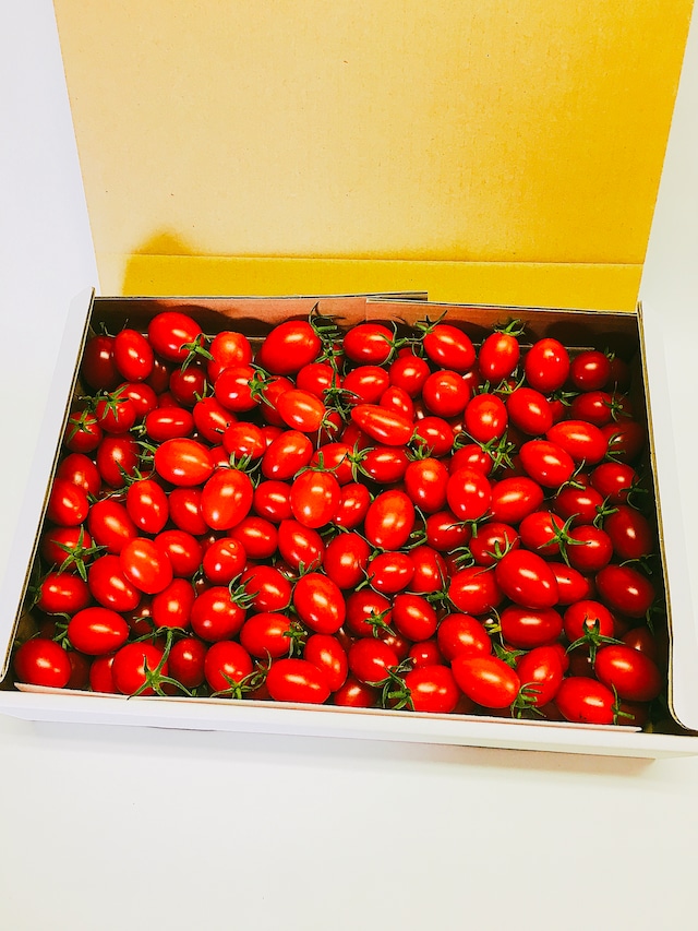 【期間限定7月～9月】北海道士別市産あったかふぁーむきらめきトマト６ボックス