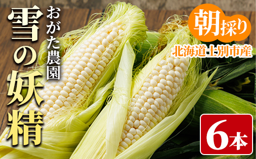 ホワイトスイートコーン 雪の妖精 (6本)【2026年7月下旬以降発送予定】 北海道産 北海道 士別市 とうもろこし スイートコーン とうきび 野菜 産地直送 新鮮野菜 【おがた農園】【A7145】