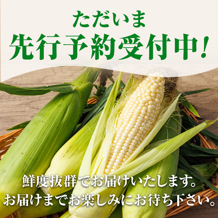 ＜期間限定＞天塩川源流スイートコーン ホイップコーン (10本)【2026年8月下旬より順次発送】北海道産 北海道 士別市 とうもろこし トウモロコシ とうきび コーン 野菜 産地直送 【三栄アグリ】【A7097】