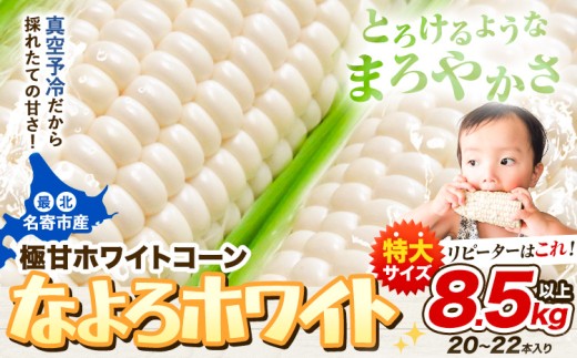 【先行予約】 受付中 とうもろこし ホワイトコーン 「 なよろホワイト 」 8.5kg 以上 20〜22本【2026年年8月上旬-9月中旬頃出荷】  特大 サイズ北海道 朝採り 真空予冷 冷蔵 高糖度 ピュアホワイト トウモロコシ ギフト お中元 コーン