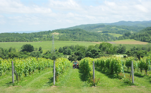 äžåã·ã§ãæšå¥šïŒå±±åŽã¯ã€ã³(èµ€ã»çœïŒæ¬ã»ãã)å750mlã2026幎1æäžæ¬çºéäºå®ã | ãµãããšçŽçš åæµ·é äžç¬ ã¯ã€ã³ èµ€ã¯ã€ã³ çœã¯ã€ã³ èµ€ çœ ã»ãã ããã»ãã¯ãŒã« ã·ã£ã«ãã ãåãå¯ã ã¯ã³ã¹ããã ãã€ããŒãž å±±åŽã¯ã€ããªãŒ äžç¬ åžã01008ã