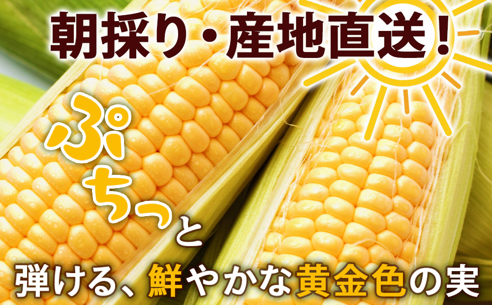 2025年夏発送 とうもろこし ゴールドラッシュ L～2L 16本